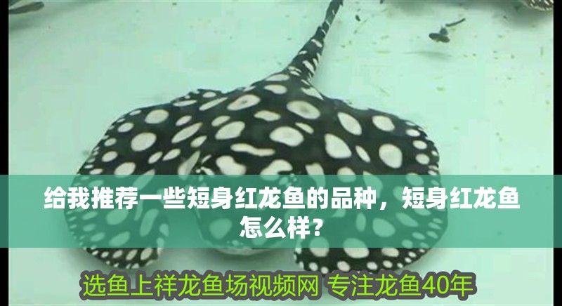 給我推薦一些短身紅龍魚的品種，短身紅龍魚怎么樣？