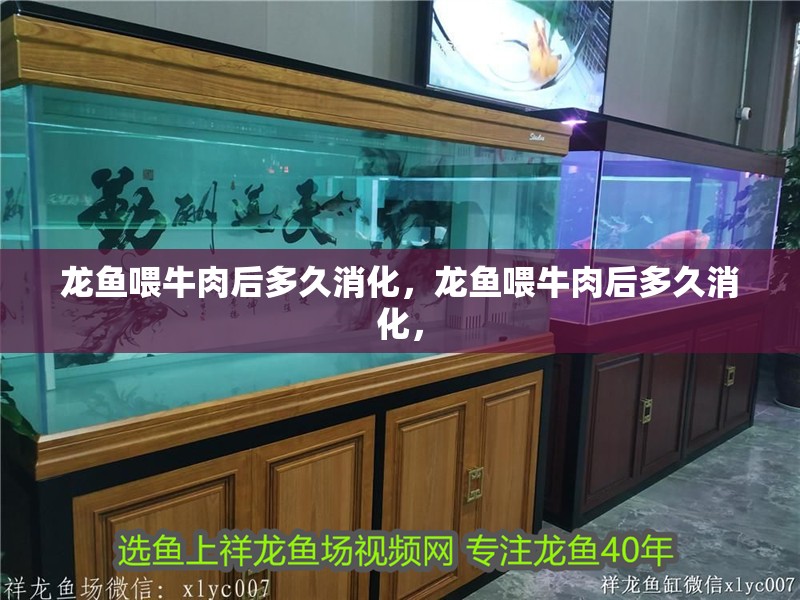 龍魚喂牛肉后多久消化，龍魚喂牛肉后多久消化，