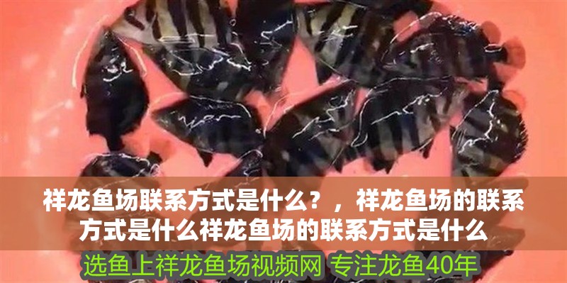 祥龍魚場聯系方式是什么？，祥龍魚場的聯系方式是什么祥龍魚場的聯系方式是什么