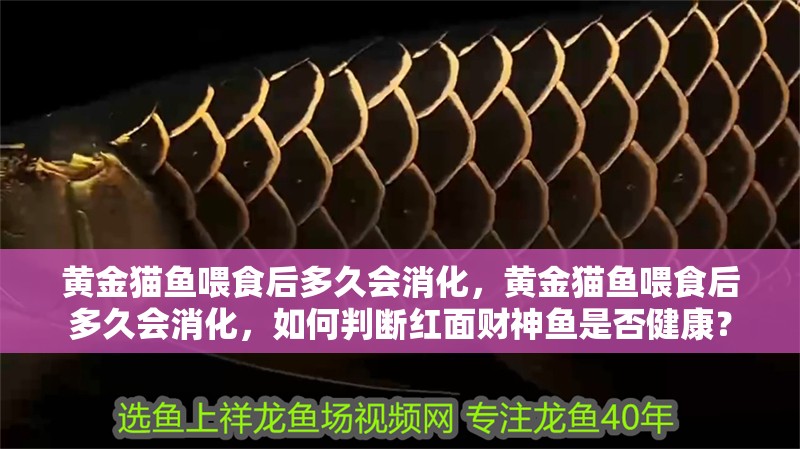 黃金貓魚喂食后多久會(huì)消化，黃金貓魚喂食后多久會(huì)消化，如何判斷紅面財(cái)神魚是否健康？