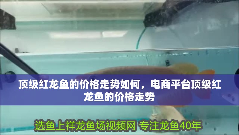 頂級紅龍魚的價格走勢如何，電商平臺頂級紅龍魚的價格走勢