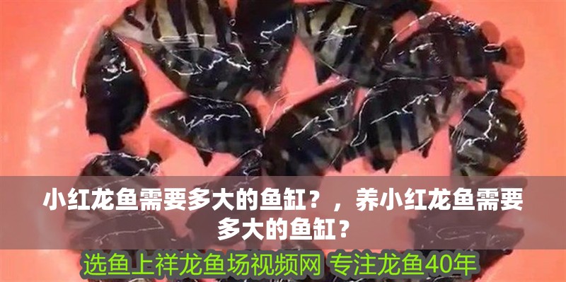 小紅龍魚需要多大的魚缸？，養(yǎng)小紅龍魚需要多大的魚缸？