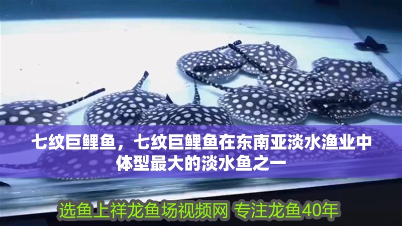 七紋巨鯉魚，七紋巨鯉魚在東南亞淡水漁業中體型最大的淡水魚之一