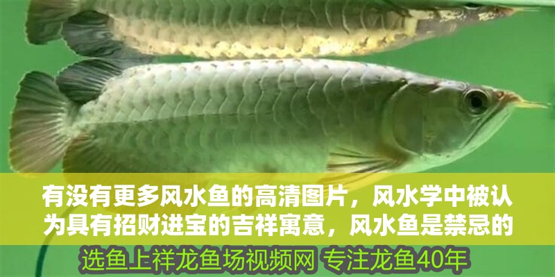 有沒有更多風水魚的高清圖片，風水學中被認為具有招財進寶的吉祥寓意，風水魚是禁忌的