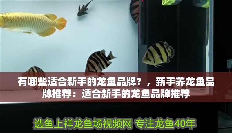 有哪些適合新手的龍魚品牌？，新手養(yǎng)龍魚品牌推薦：適合新手的龍魚品牌推薦
