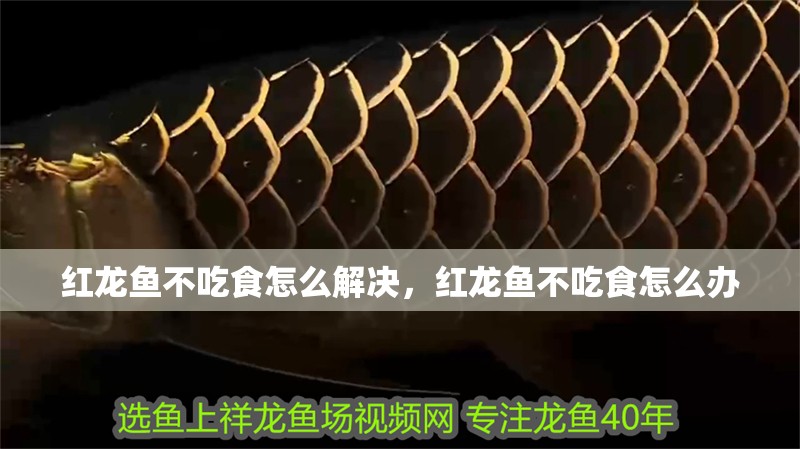 紅龍魚不吃食怎么解決，紅龍魚不吃食怎么辦