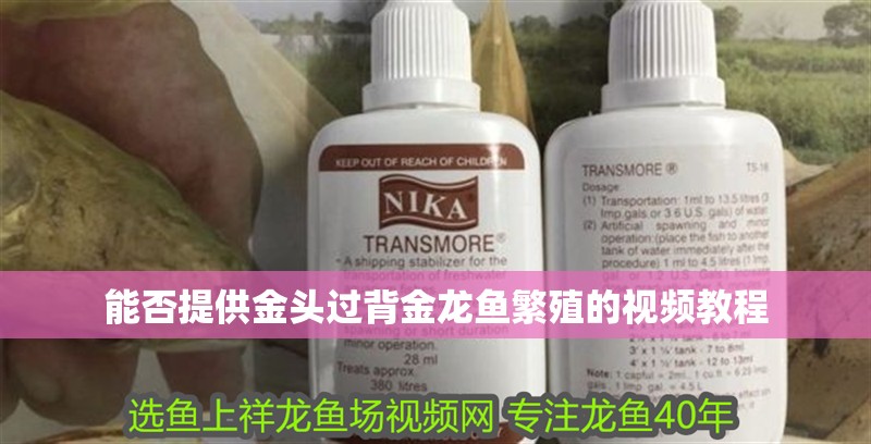 能否提供金頭過背金龍魚繁殖的視頻教程