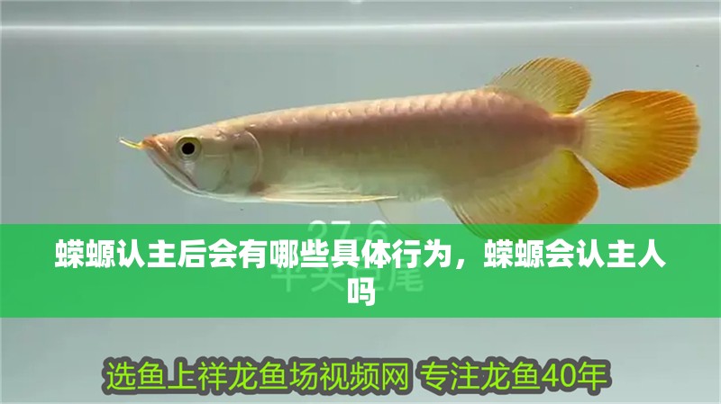 蠑螈認主后會有哪些具體行為，蠑螈會認主人嗎