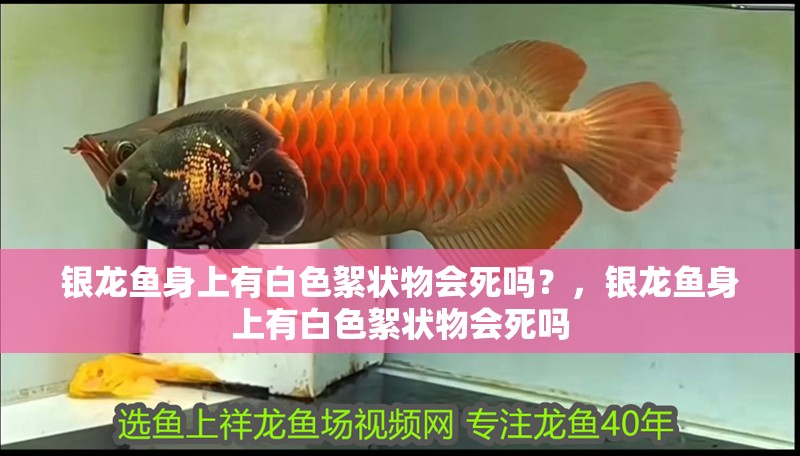 銀龍魚身上有白色絮狀物會死嗎？，銀龍魚身上有白色絮狀物會死嗎