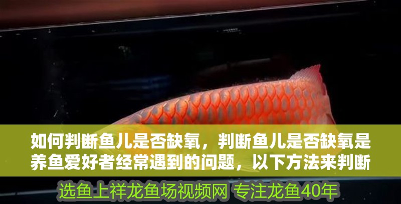 如何判斷魚兒是否缺氧，判斷魚兒是否缺氧是養魚愛好者經常遇到的問題，以下方法來判斷