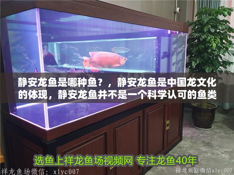 靜安龍魚(yú)是哪種魚(yú)？，靜安龍魚(yú)是中國(guó)龍文化的體現(xiàn)，靜安龍魚(yú)并不是一個(gè)科學(xué)認(rèn)可的魚(yú)類(lèi)