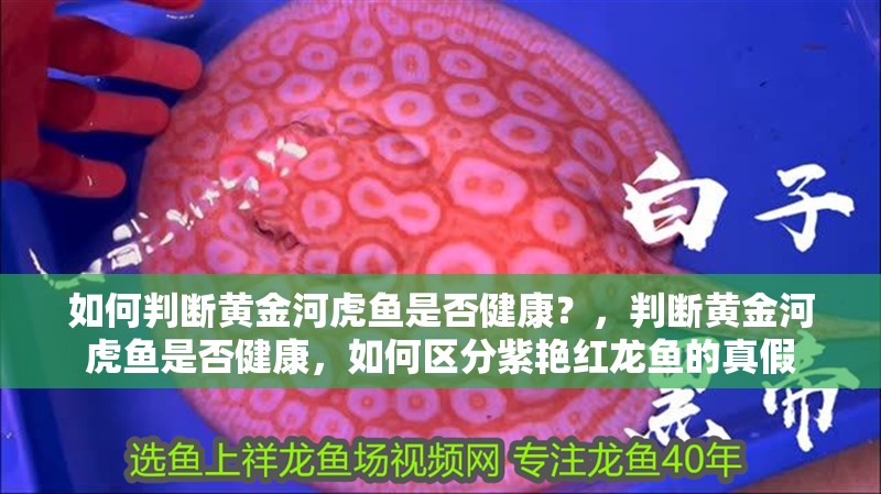 如何判斷黃金河虎魚是否健康？，判斷黃金河虎魚是否健康，如何區分紫艷紅龍魚的真假