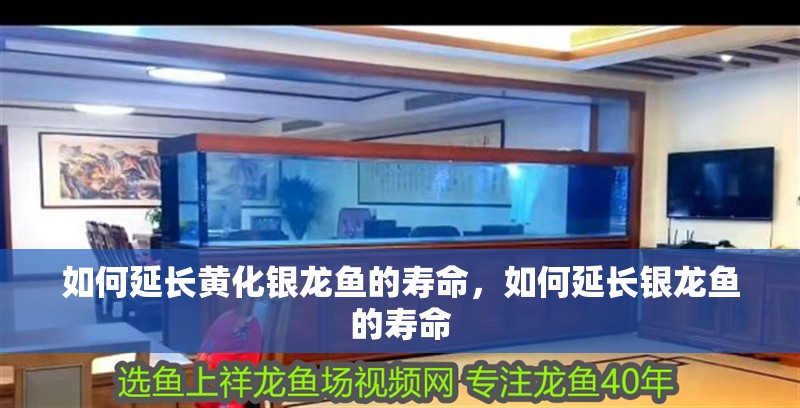 如何延長黃化銀龍魚的壽命，如何延長銀龍魚的壽命