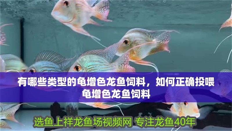 有哪些類型的龜增色龍魚飼料，如何正確投喂龜增色龍魚飼料