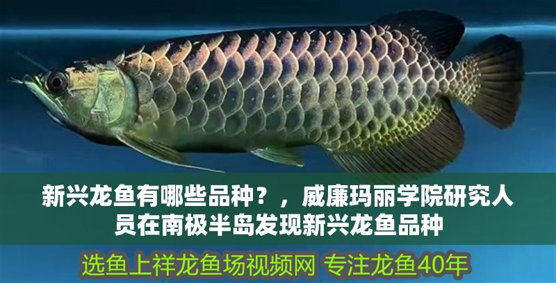 新興龍魚有哪些品種？，威廉瑪麗學院研究人員在南極半島發現新興龍魚品種