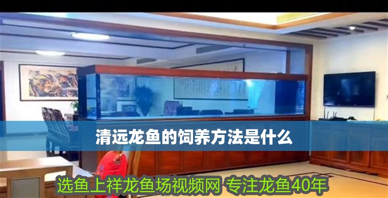 清遠(yuǎn)龍魚的飼養(yǎng)方法是什么