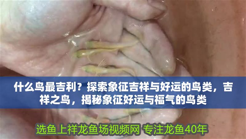 什么鳥最吉利？探索象征吉祥與好運的鳥類，吉祥之鳥，揭秘象征好運與福氣的鳥類