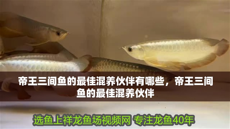 帝王三間魚(yú)的最佳混養(yǎng)伙伴有哪些，帝王三間魚(yú)的最佳混養(yǎng)伙伴