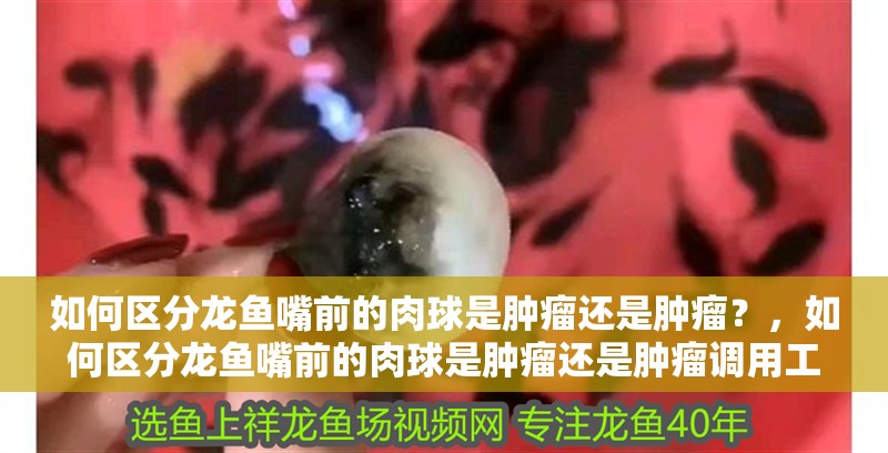 如何區(qū)分龍魚嘴前的肉球是腫瘤還是腫瘤？，如何區(qū)分龍魚嘴前的肉球是腫瘤還是腫瘤調(diào)用工具百度健康-找醫(yī)生