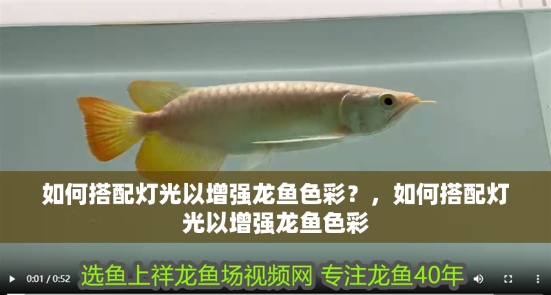 如何搭配燈光以增強龍魚色彩？，如何搭配燈光以增強龍魚色彩
