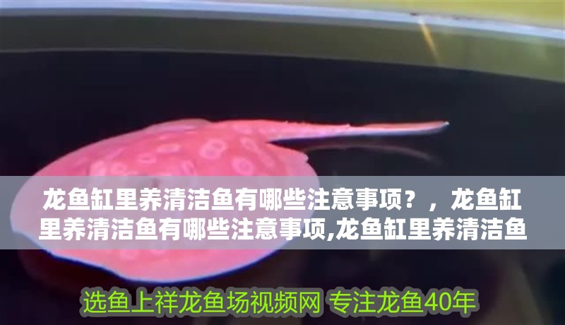 龍魚缸里養清潔魚有哪些注意事項？，龍魚缸里養清潔魚有哪些注意事項,龍魚缸里養清潔魚的注意事項