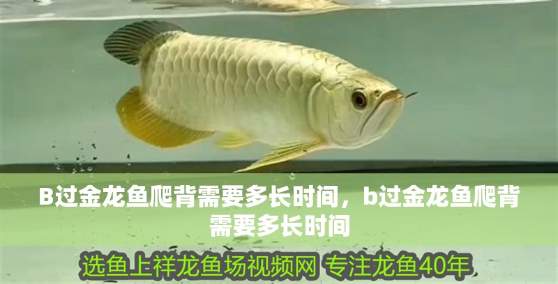 B過金龍魚爬背需要多長時間，b過金龍魚爬背需要多長時間