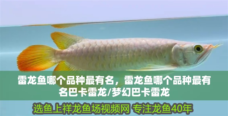 雷龍魚哪個品種最有名，雷龍魚哪個品種最有名巴卡雷龍/夢幻巴卡雷龍
