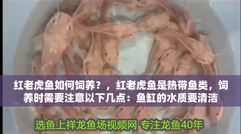 紅老虎魚如何飼養？，紅老虎魚是熱帶魚類，飼養時需要注意以下幾點：魚缸的水質要清潔