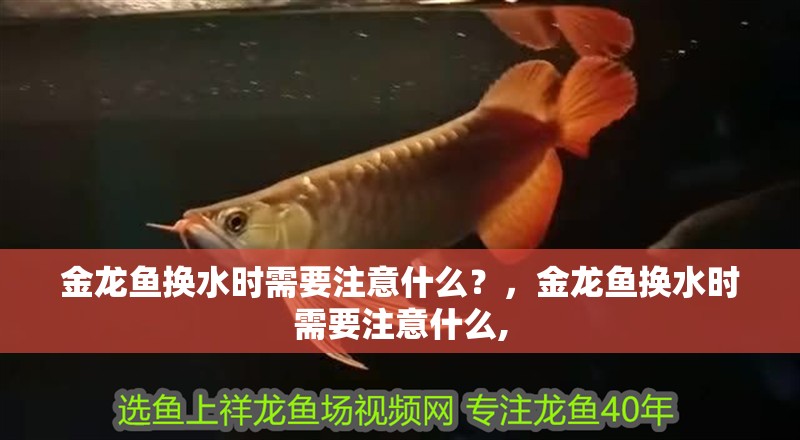 金龍魚換水時需要注意什么？，金龍魚換水時需要注意什么,