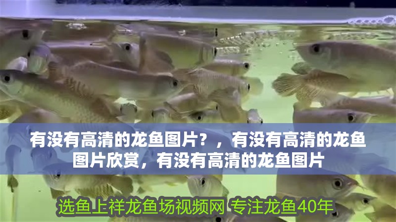 有沒有高清的龍魚圖片？，有沒有高清的龍魚圖片欣賞，有沒有高清的龍魚圖片