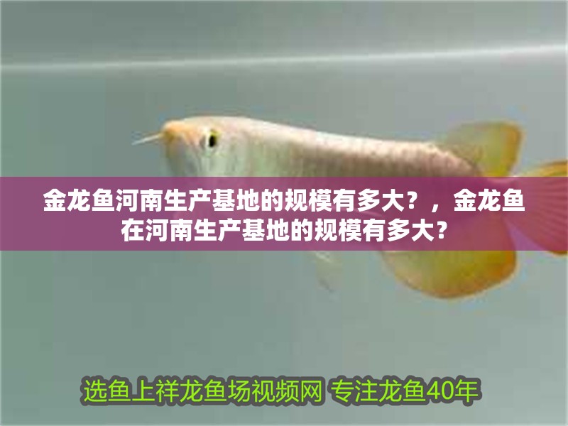 金龍魚河南生產基地的規模有多大？，金龍魚在河南生產基地的規模有多大？