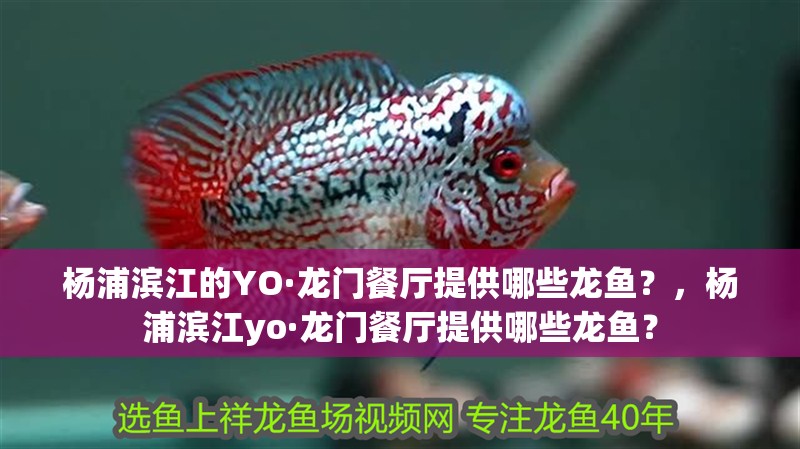 楊浦濱江的YO·龍門餐廳提供哪些龍魚？，楊浦濱江yo·龍門餐廳提供哪些龍魚？