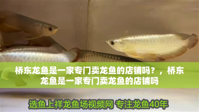 橋東龍魚是一家專門賣龍魚的店鋪嗎？，橋東龍魚是一家專門賣龍魚的店鋪嗎