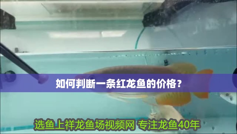 如何判斷一條紅龍魚的價格？