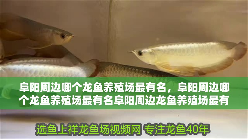 阜陽周邊哪個龍魚養殖場最有名，阜陽周邊哪個龍魚養殖場最有名阜陽周邊龍魚養殖場最有名
