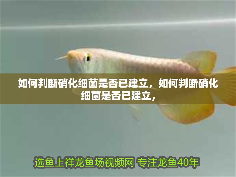 如何判斷硝化細菌是否已建立，如何判斷硝化細菌是否已建立，