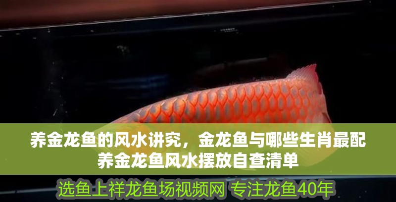 養(yǎng)金龍魚(yú)的風(fēng)水講究，金龍魚(yú)與哪些生肖最配養(yǎng)金龍魚(yú)風(fēng)水?dāng)[放自查清單