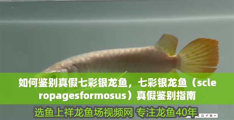 如何鑒別真假七彩銀龍魚，七彩銀龍魚（scleropagesformosus）真假鑒別指南