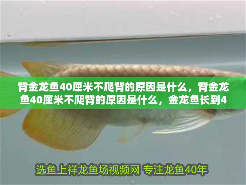 背金龍魚40厘米不爬背的原因是什么，背金龍魚40厘米不爬背的原因是什么，金龍魚長到40厘米卻不爬背