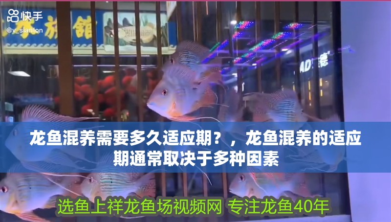 龍魚混養需要多久適應期？，龍魚混養的適應期通常取決于多種因素