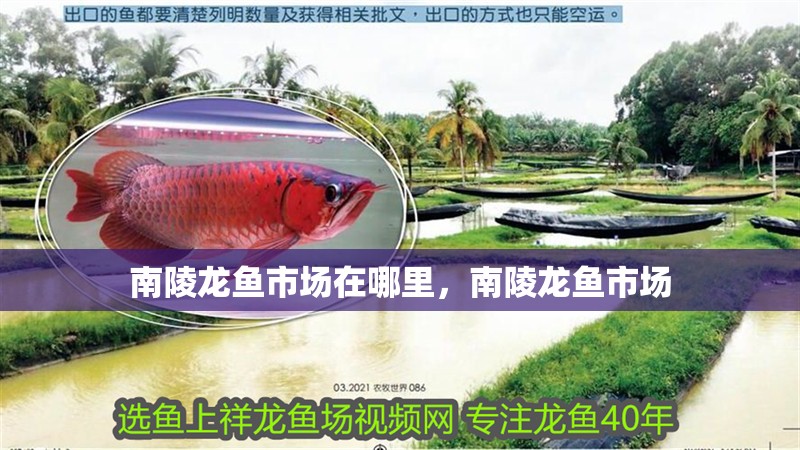 南陵龍魚市場在哪里，南陵龍魚市場