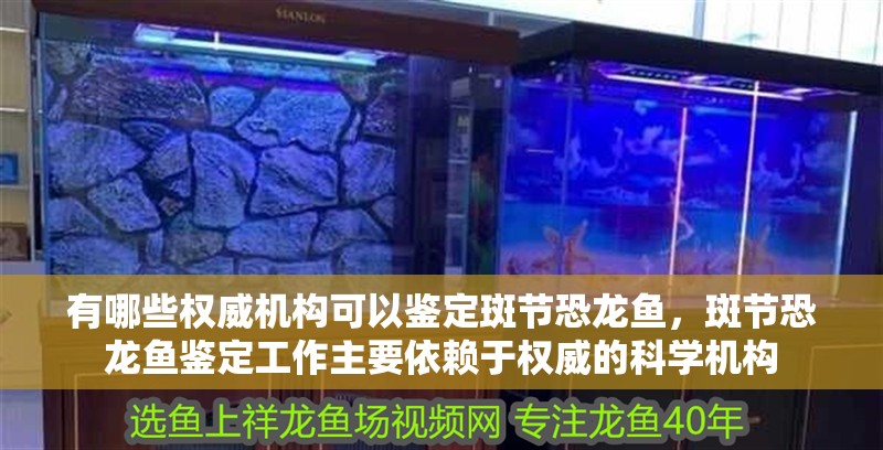有哪些權(quán)威機構(gòu)可以鑒定斑節(jié)恐龍魚，斑節(jié)恐龍魚鑒定工作主要依賴于權(quán)威的科學(xué)機構(gòu)