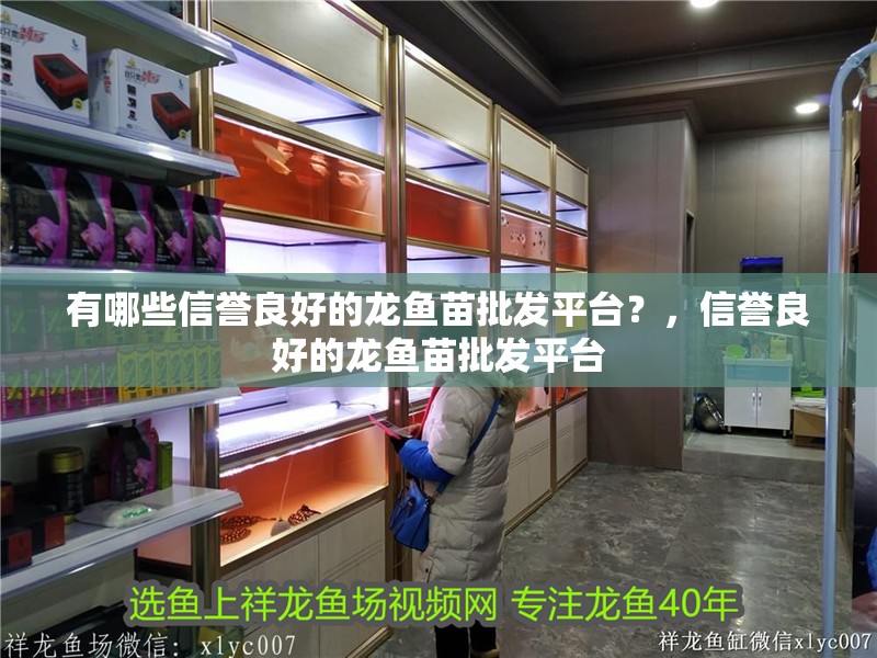 有哪些信譽(yù)良好的龍魚苗批發(fā)平臺？，信譽(yù)良好的龍魚苗批發(fā)平臺