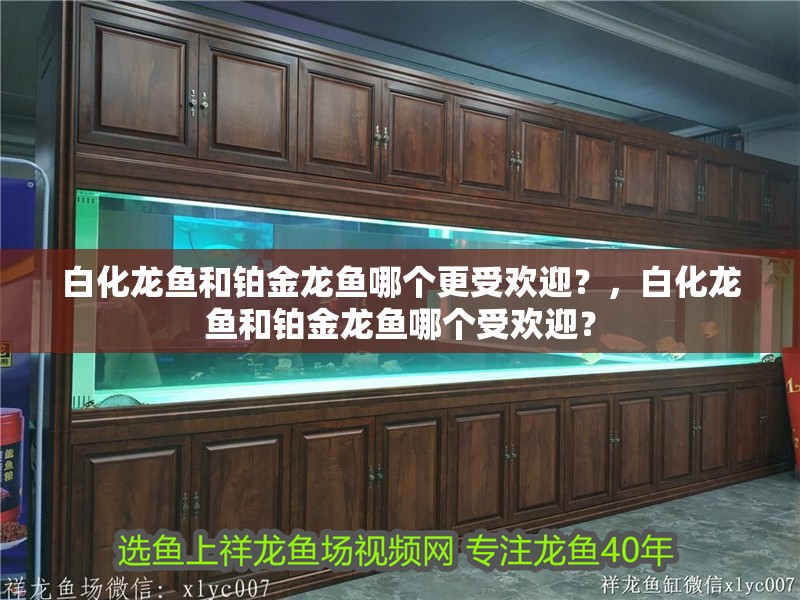 白化龍魚和鉑金龍魚哪個(gè)更受歡迎？，白化龍魚和鉑金龍魚哪個(gè)受歡迎？