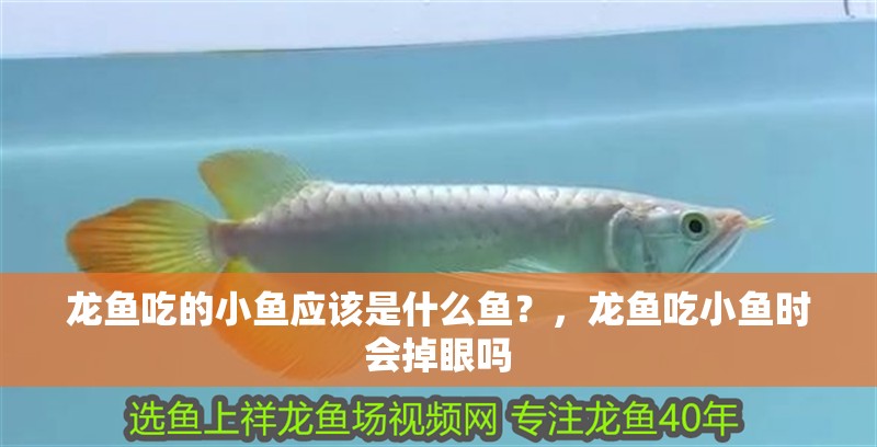 龍魚吃的小魚應該是什么魚？，龍魚吃小魚時會掉眼嗎