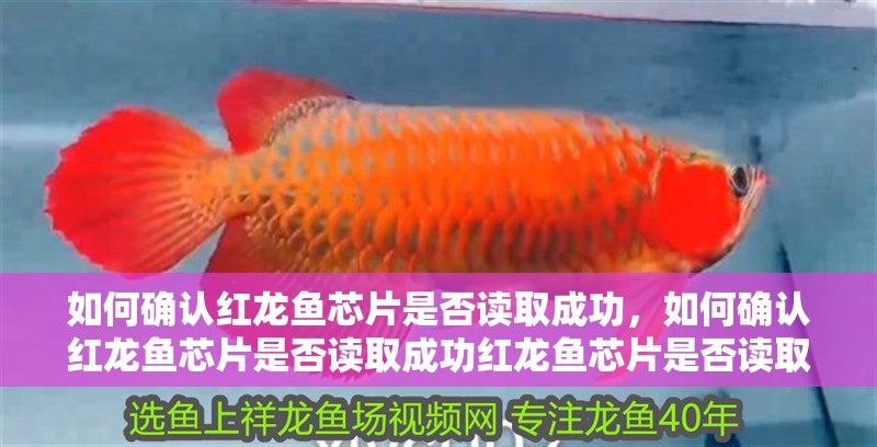 如何確認(rèn)紅龍魚(yú)芯片是否讀取成功,如何確認(rèn)紅龍魚(yú)芯片是否讀取成功紅龍魚(yú)芯片是否讀取成功