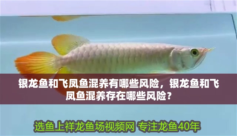 銀龍魚(yú)和飛鳳魚(yú)混養(yǎng)有哪些風(fēng)險(xiǎn)，銀龍魚(yú)和飛鳳魚(yú)混養(yǎng)存在哪些風(fēng)險(xiǎn)？