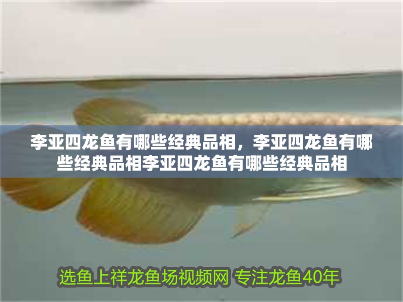 李亞四龍魚有哪些經典品相,李亞四龍魚有哪些經典品相李亞四龍魚有哪些經典品相