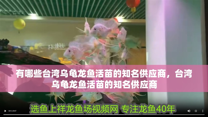 有哪些臺灣烏龜龍魚活苗的知名供應商，臺灣烏龜龍魚活苗的知名供應商