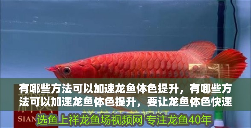有哪些方法可以加速龍魚體色提升，有哪些方法可以加速龍魚體色提升，要讓龍魚體色快速提升